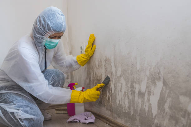 Best Attic Mold Removal  in Bettendorf, IA
