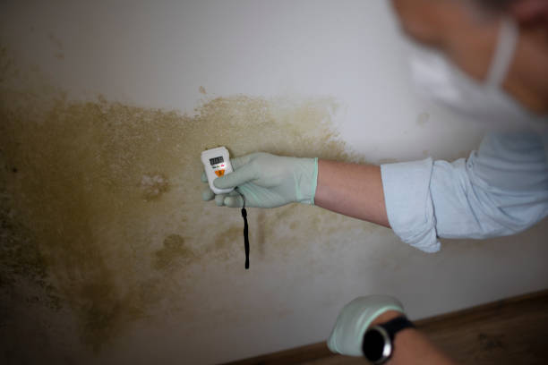 Best Mold Removal Company Near Me  in Bettendorf, IA