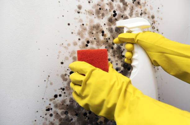 Attic Mold Removal in Bettendorf, IA