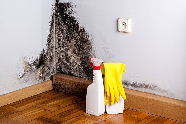 Bettendorf, IA Mold Removal Company