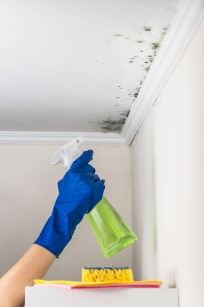 Best Commercial Mold Removal  in Bettendorf, IA
